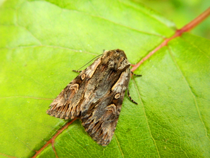 Chloantha hyperici